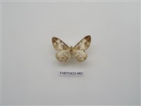 藏品(尺蛾142)的圖片